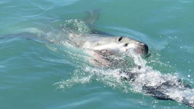 Shark Cage Diving and Penguin Tour