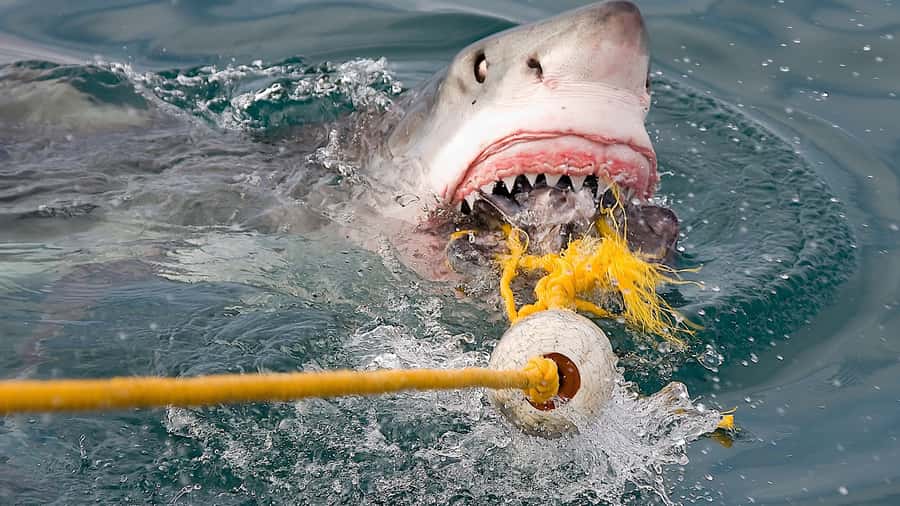 From Cape Town: Shark Cage Diving and Penguin Tour - Practical advice for a smoother day