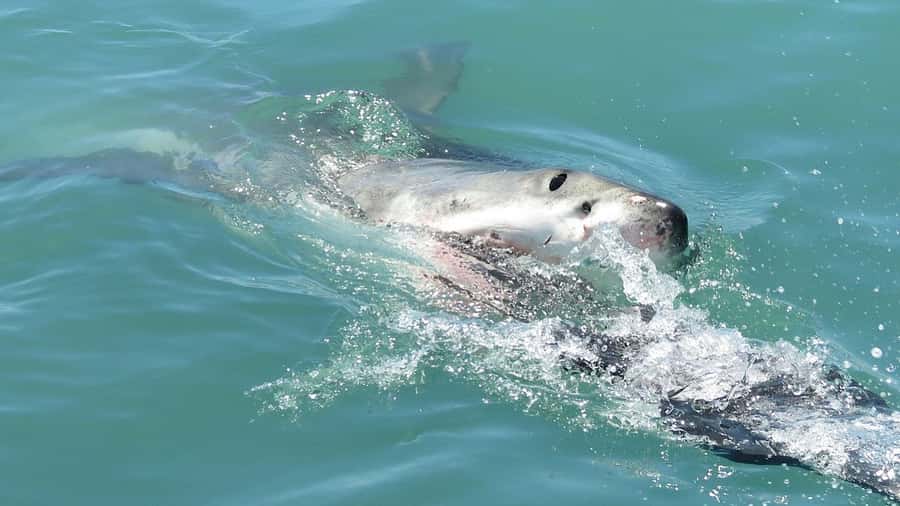 From Cape Town: Shark Cage Diving and Penguin Tour - The Gansbaai briefing sets the tone