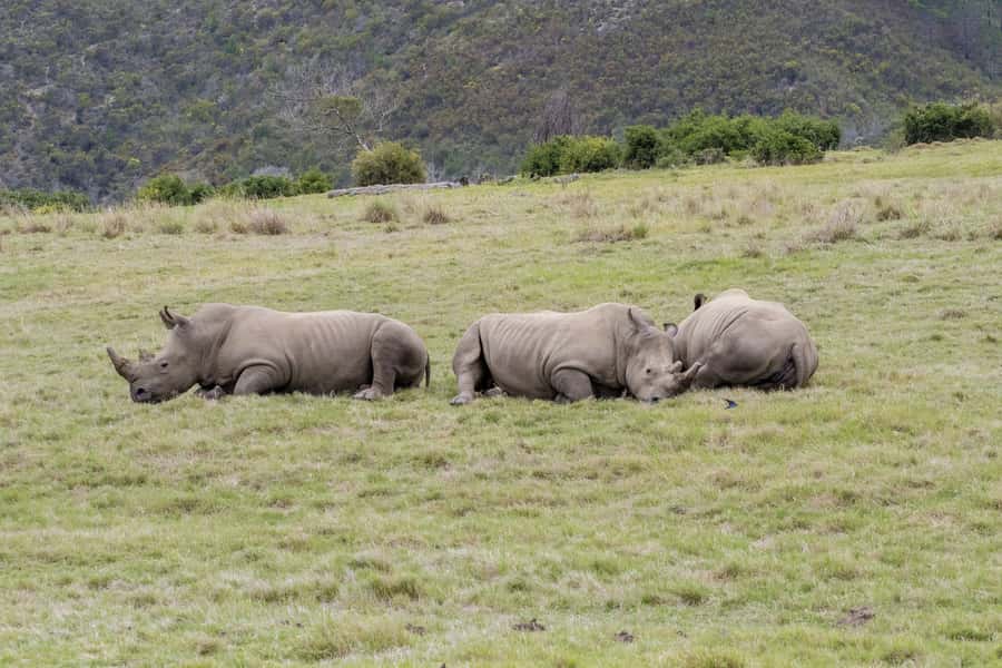 From Cape Town: South African Wildlife and Safari 2-Day Tour - Five things to know before booking