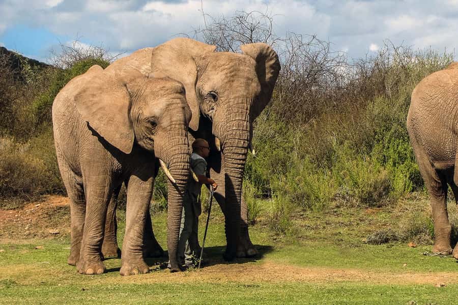 From Cape Town: South African Wildlife and Safari 2-Day Tour - What makes the guides important
