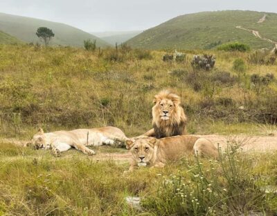 South African Wildlife and Safari 2-Day Tour