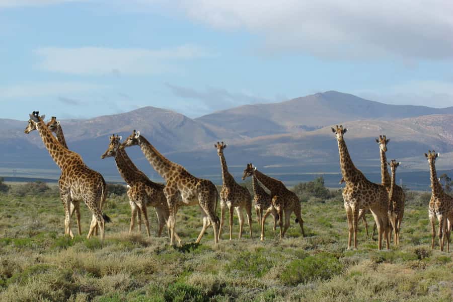 From Cape Town: South African Wildlife and Safari 2-Day Tour - Choosing your overnight accommodation