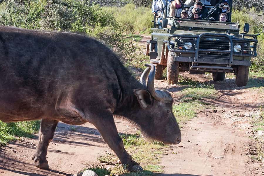 From Cape Town: South African Wildlife and Safari 2-Day Tour - The optional rescued-elephant experience