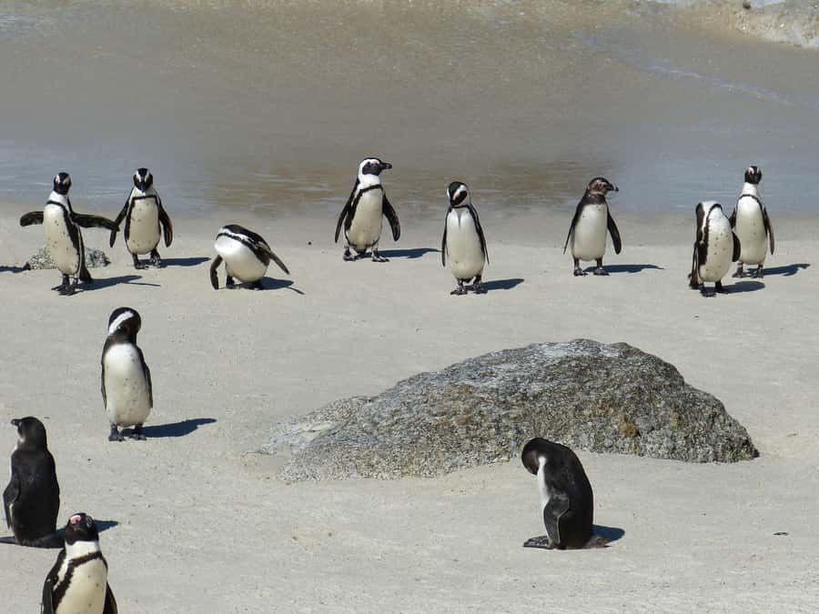 From Cape Town: Table Mountain and Cape of Good Hope Tour - A full Cape Peninsula day for $52