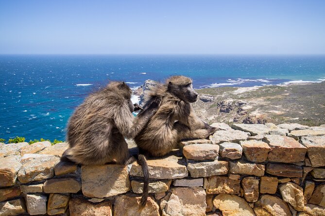From Cape Town: Table Mountain, Cape of Good Hope & Penguins including Park Fees - Starting in central Cape Town and Bo-Kaap