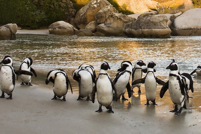 From Cape Town: Table Mountain, Cape of Good Hope & Penguins including Park Fees - Hout Bay and the optional Seal Island boat