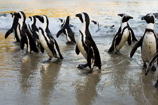 From Cape Town: Table Mountain, Cape of Good Hope & Penguins including Park Fees - Boulders Beach and the African penguins