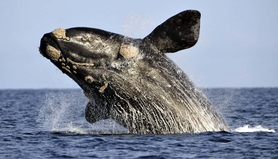 From Cape Town: Whale Watching Tour in Hermanus and Gansbaai - Sir Lowry’s Pass and the Overberg coast