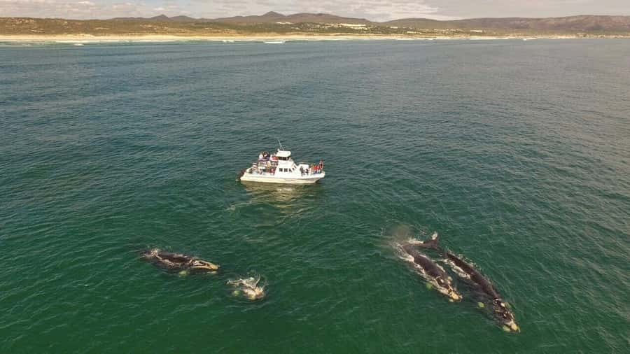 From Cape Town: Whale Watching Tour in Hermanus and Gansbaai - Arriving in Gansbaai and heading onto the water