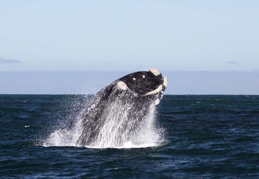 From Cape Town: Whale Watching Tour in Hermanus and Gansbaai - What whale season means here