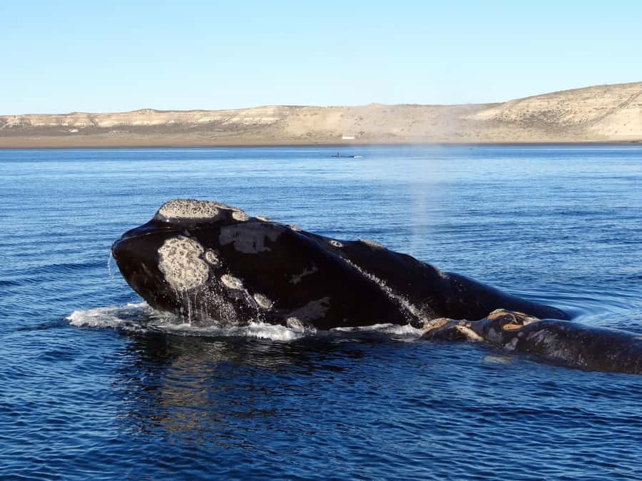 From Cape Town: Whale Watching Tour in Hermanus and Gansbaai - The return drive and final farm stop