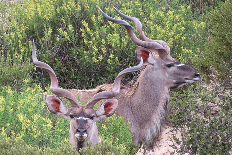From Cape Town: Wildlife Safari, Olive, Beer & Wine Tasting - Key points at a glance