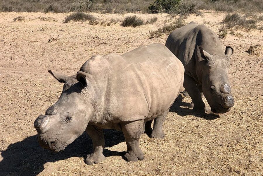 From Cape Town: Wildlife Safari, Olive, Beer & Wine Tasting - What kind of day trip is this?