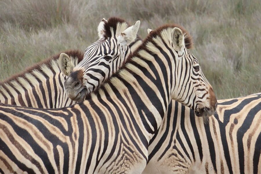 From Cape Town: Wildlife Safari, Olive, Beer & Wine Tasting - Olive and wine tasting at Alexanderfontein