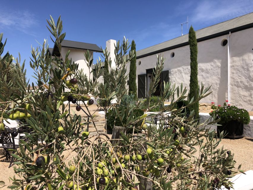 From Cape Town: Wildlife Safari, Olive, Beer & Wine Tasting - Lunch and craft beer at Darling Brew