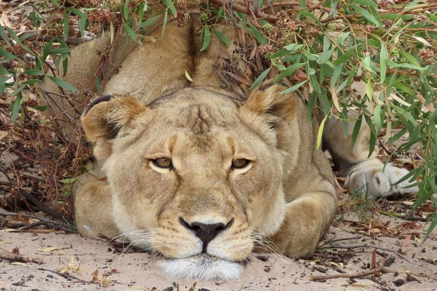 From Cape Town: Wildlife Safari, Olive, Beer & Wine Tasting - Starting at Buffelsfontein Game and Nature Reserve