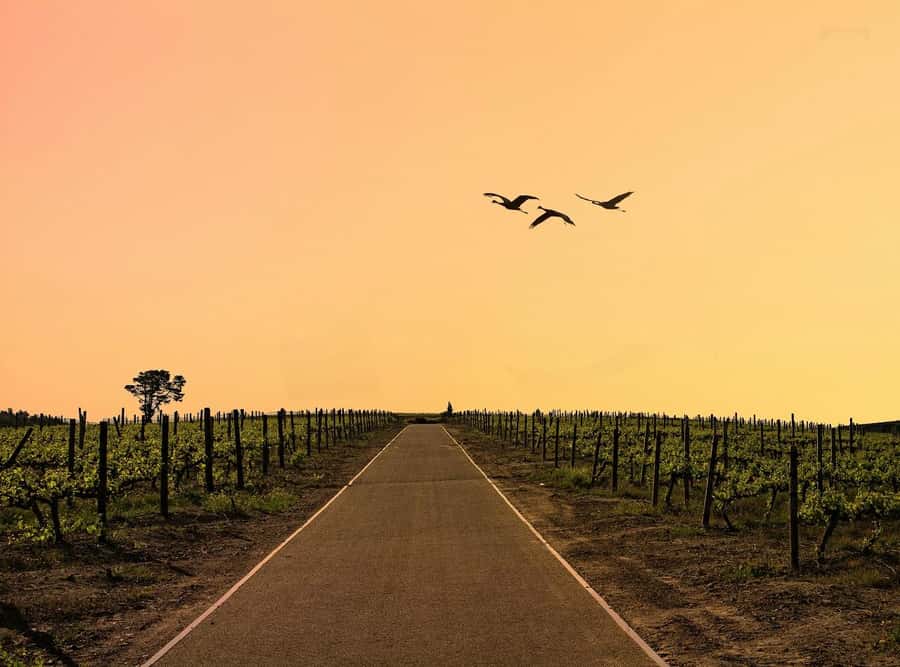 From Cape Town: Winelands Full Day Tour and Wine Tasting - Leaving Cape Town for the Stellenbosch vineyards