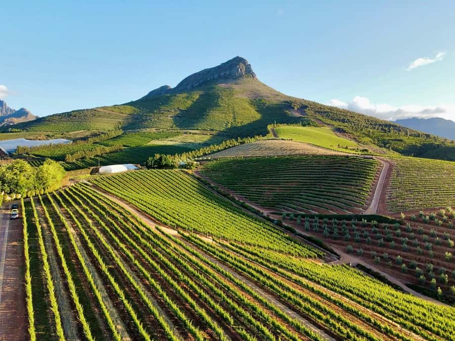 From Cape Town: Winelands Full Day Tour and Wine Tasting - The wine farms: three stops, three different moods