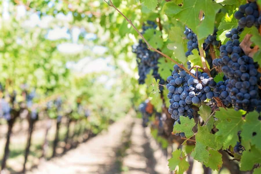 From Cape Town: Winelands Full Day Tour and Wine Tasting - What the $102 price includes
