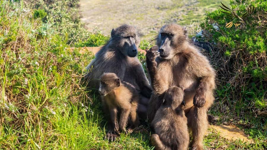 From CapeTown:Full Day Tour to Cape of Good Hope&Cape Point - Key points to know before booking