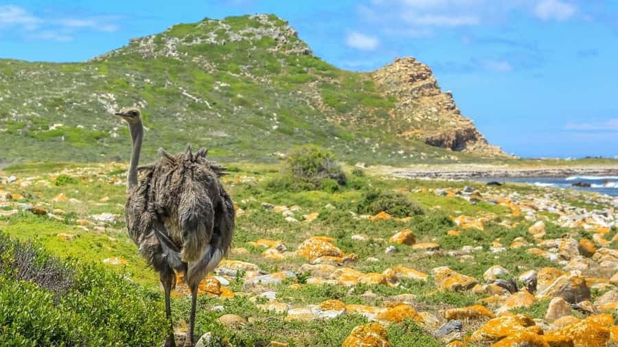 From CapeTown:Full Day Tour to Cape of Good Hope&Cape Point - Maiden’s Cove gives you the classic Camps Bay view