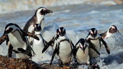 From CapeTown:Full Day Tour to Cape of Good Hope&Cape Point