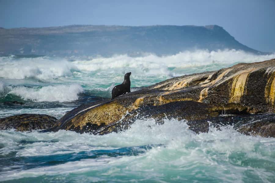 From CapeTown:Full Day Tour to Cape of Good Hope&Cape Point - Chapman’s Peak is the scenic-road highlight