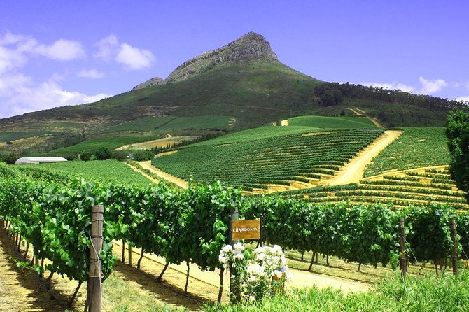 From CapeTown: Stellenbosch Half Day Wine Tour - The Driver-Guide Matters
