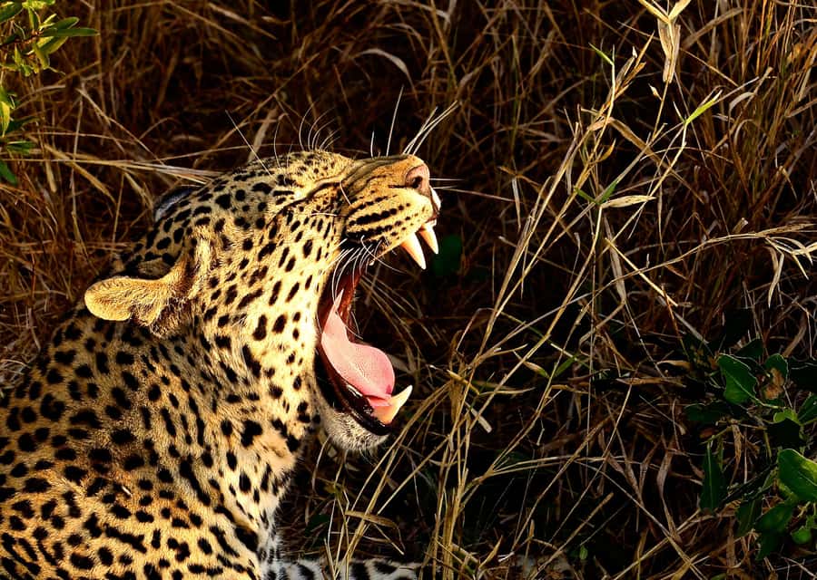 From Durban: Experience Two Big 5 Game Reserves in a Day - Why visit two game reserves in one day?