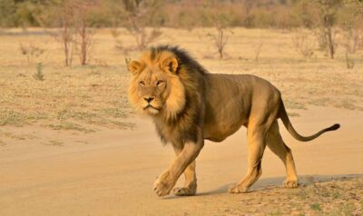 Experience Two Big 5 Game Reserves in a Day