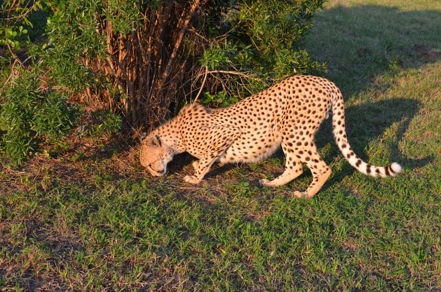 From Durban: Experience Two Big 5 Game Reserves in a Day - Who should book this day trip?