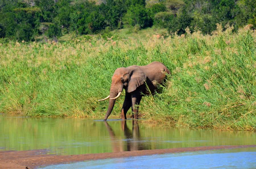 From Durban: Experience Two Big 5 Game Reserves in a Day - Practical tips for a better safari day