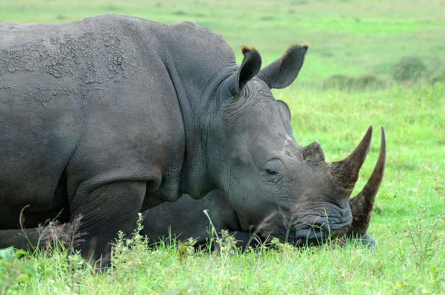 From Durban: Half-Day Safari Tour - Key points to know before you book