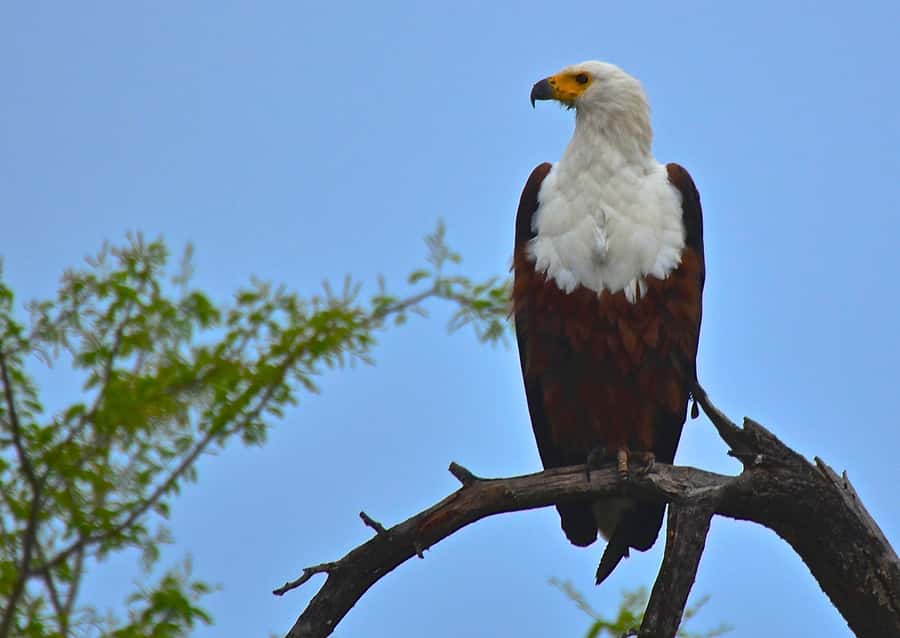 From Durban: Half-Day Safari Tour - What the guide adds to the drive