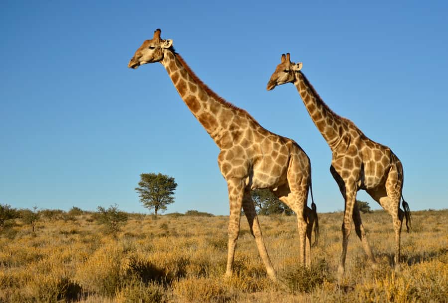 From Durban: Half-Day Safari Tour - Leaving Durban and heading inland