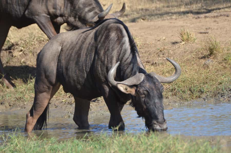 From Durban: Hluhluwe Imfolozi Game Reserve Day Trip - Key points to know before booking