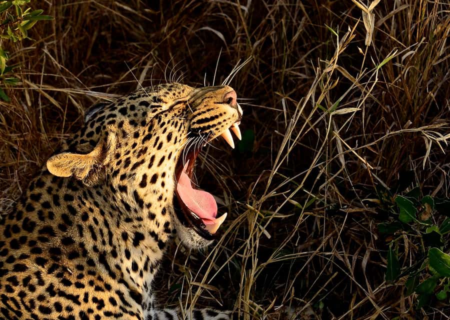 From Durban: Hluhluwe Imfolozi Game Reserve Day Trip - Why Hluhluwe Imfolozi makes a strong day-trip target
