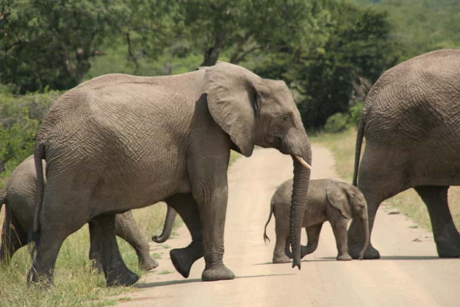 From Durban: Hluhluwe Imfolozi Game Reserve Day Trip - What the closed-vehicle safari is really like