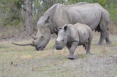 Hluhluwe Imfolozi Game Reserve Day Trip