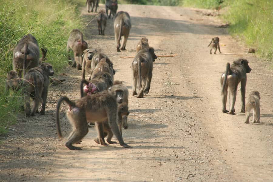 From Durban: Hluhluwe Imfolozi Game Reserve Day Trip - Searching for elephants, rhinos, and the other Big 5