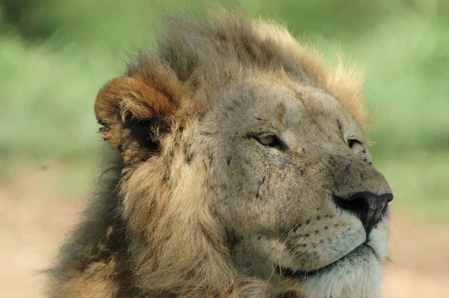 From Durban: Hluhluwe Imfolozi Game Reserve Day Trip - The iSimangaliso boat cruise option