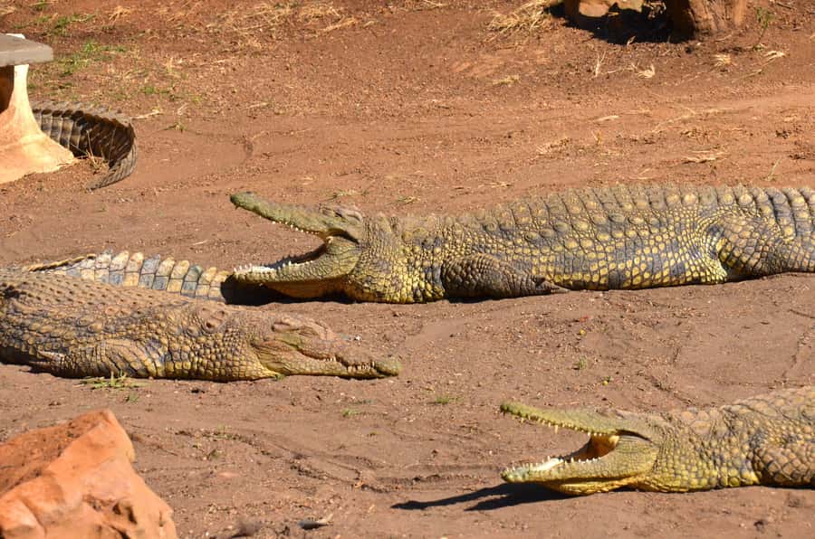 From Durban: Safari & PheZulu Village Day Tour - Key points to know before booking