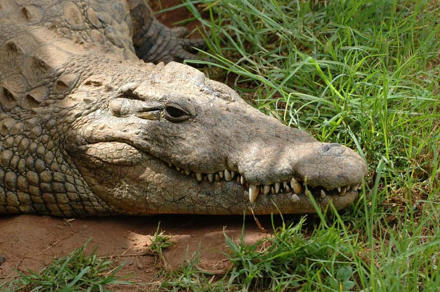 From Durban: Safari & PheZulu Village Day Tour - What the $242 price really covers