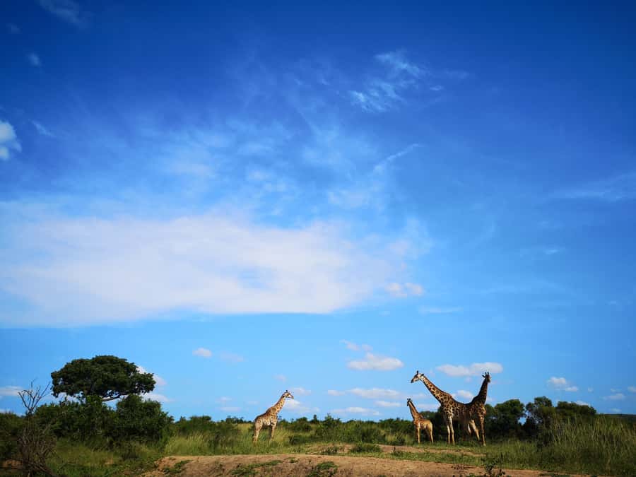From Durban: Wildlife Lovers Big 5 Safari at 2 Game Reserves - Key points at a glance