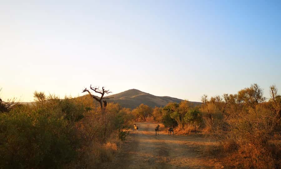From Durban: Wildlife Lovers Big 5 Safari at 2 Game Reserves - The main drawbacks to weigh before booking