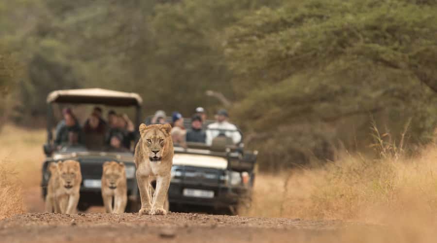 From Durban: Wildlife Lovers Big 5 Safari at 2 Game Reserves - Hluhluwe-Imfolozi and the white rhino story