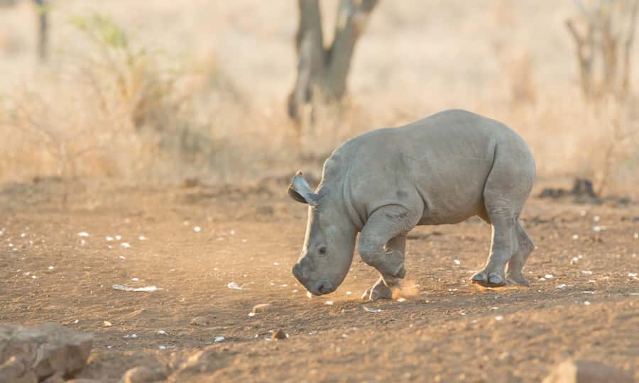 From Durban: Wildlife Lovers Big 5 Safari at 2 Game Reserves - Manyoni Private Game Reserve changes the rules