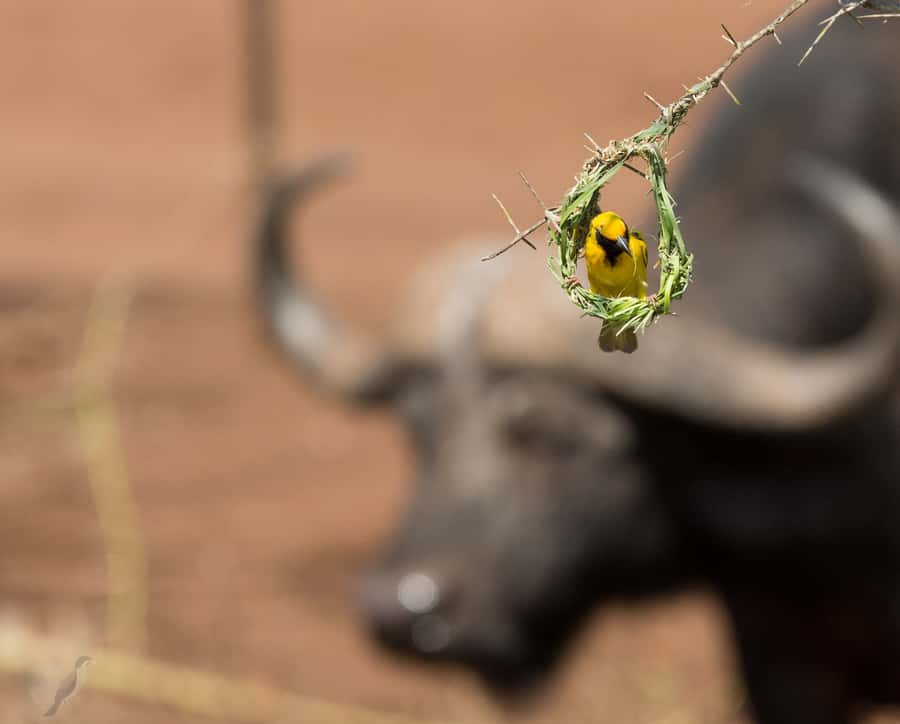 From Durban: Wildlife Lovers Big 5 Safari at 2 Game Reserves - Big cats, rhino, and the luck factor