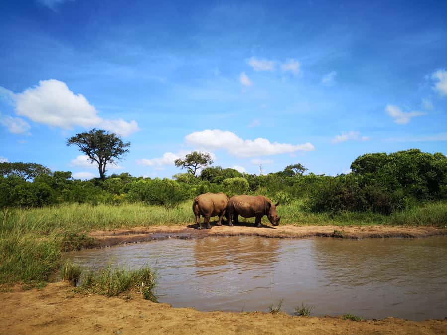 From Durban: Wildlife Lovers Big 5 Safari at 2 Game Reserves - Binoculars and field guides are useful extras